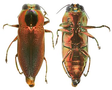 Selagis corusca, PL0653, male, EP, 12.1 × 4.4 mm